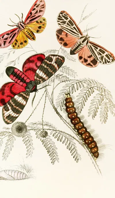 Arctia Hebe, Spilosoma Arge, Spilosoma aerea, Spilosoma Virgo by James Duncan, 1833 — digital art print download