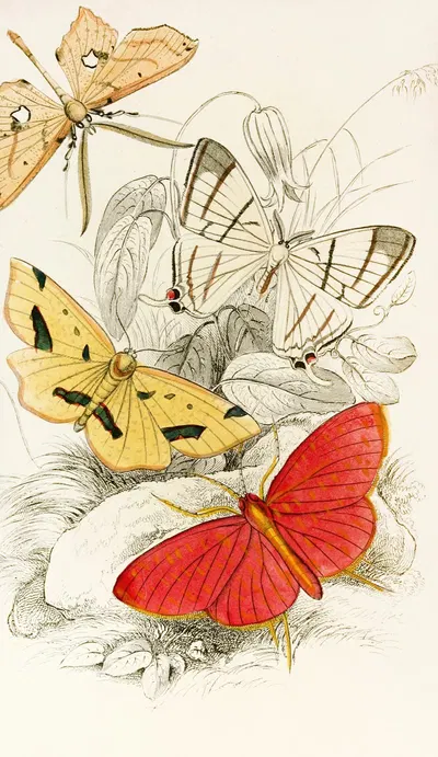 Asthenia podaliriaria, Macrotes netrix, Venilia sospita, Eumelia Rosalia by James Duncan, 1833 — digital art print download