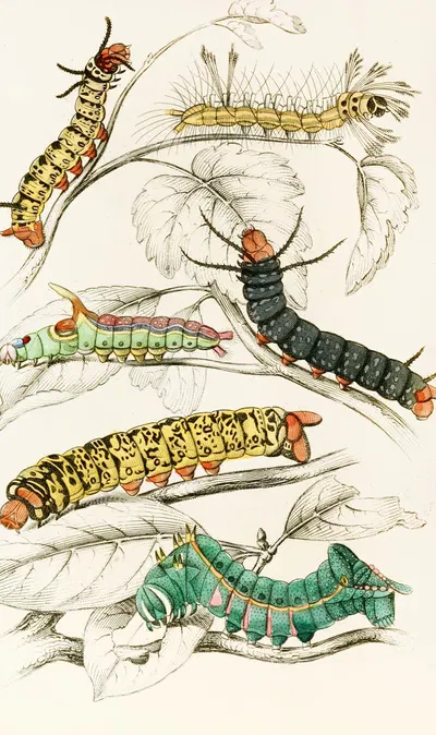 Caterpillar of Erythrinae, Molina, Nesia, Netrix by James Duncan, 1833 — digital art print download
