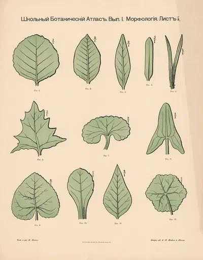 Leaf shapes by Alexander-Paul Henckel, 1905 — digital art print download