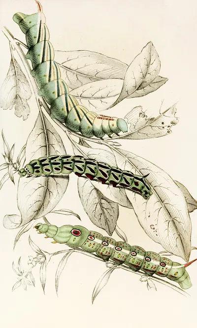 Caterpillar of Metopsilus Tersa, Sphinx Chionanthi, Sphinx Gaurae by James Duncan, 1833 — digital art print download