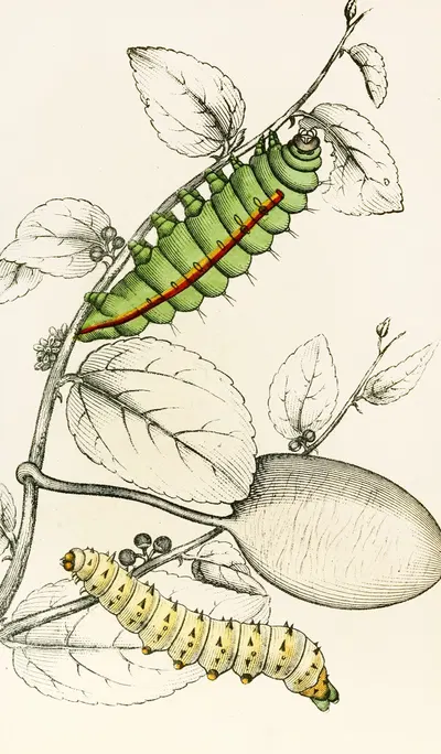 Caterpillar of Saturnia Cynthia, Saturnia Mylitta by James Duncan, 1833 — digital art print download