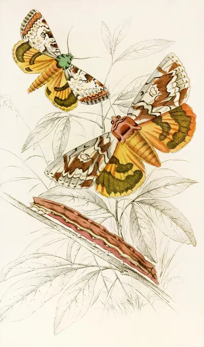 Catochala neogama, Catochala amesia by James Duncan, 1833 — digital art print download