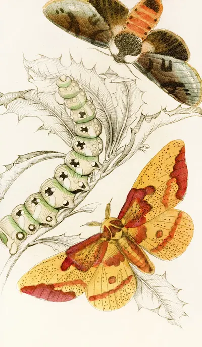 Ceratocampa imperialis, Harpyia Banksiae by James Duncan, 1833 — digital art print download