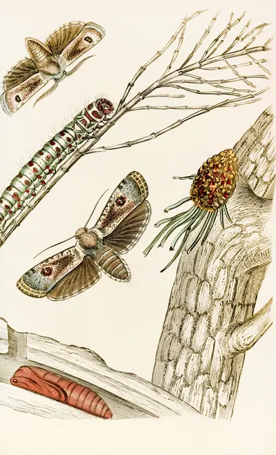 Cryptophasa irrorata by James Duncan, 1833 — digital art print download