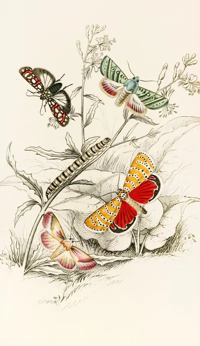 Deiopeia bella, Cydosia nobilitella, Chloridea Rhexiae by James Duncan, 1833 — digital art print download