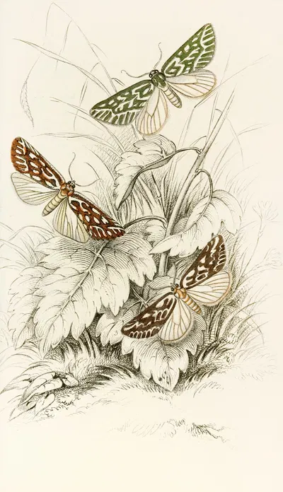Dichroma equestralis, Dichroma histrionalis, Dichroma arcualis by James Duncan, 1833 — digital art print download