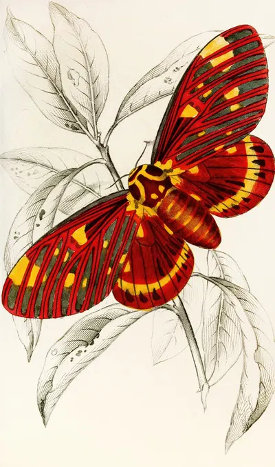Dorycampa regalis by James Duncan, 1833 — digital art print download