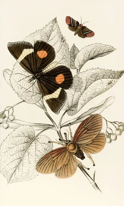 Epidesmia tricolor, Scopelodes unicolor, Tortrix Crameriana by James Duncan, 1833 — digital art print download
