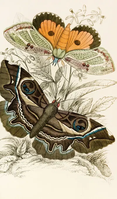 Erebus crepuscularis, Triphaena materna by James Duncan, 1833 — digital art print download