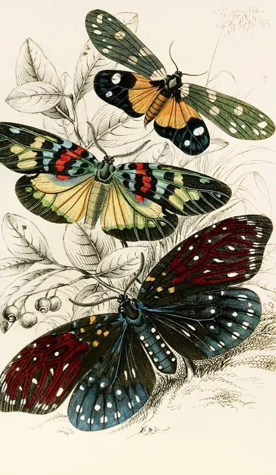 Eterusia tricolor, Erasmia pulchella, Amesia sanguiflua by James Duncan, 1833 — digital art print download