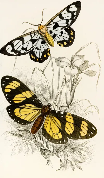 Heleona fenestrata, Anthomyza Tiresia by James Duncan, 1833 — digital art print download