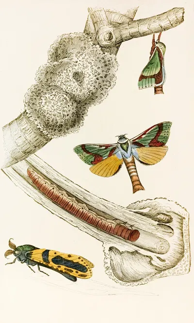Hepialus lignivorus, Zeuzera minea by James Duncan, 1833 — digital art print download