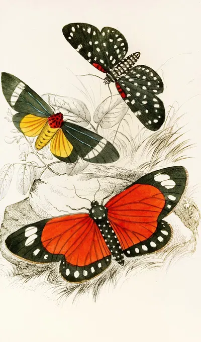 Hypercampa Sybaris, Callimorpha Helcita, Callimorpha Phileta by James Duncan, 1833 — digital art print download