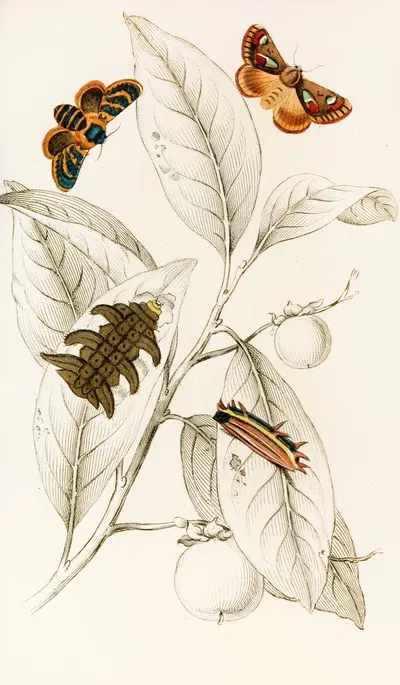 Limacodes Cippus, Ecnomidea Pithecium by James Duncan, 1833 — digital art print download