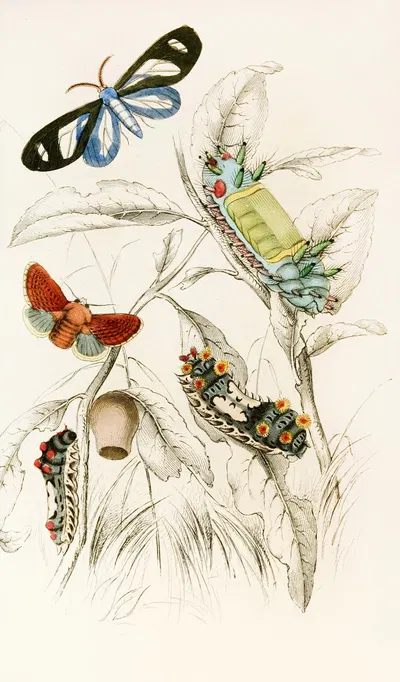 Limacodes Micilia, Doratifera vulnerans by James Duncan, 1833 — digital art print download
