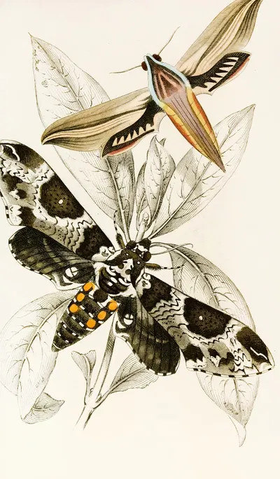 Metopsilus tersa, Sphinx Chionanthi by James Duncan, 1833 — digital art print download