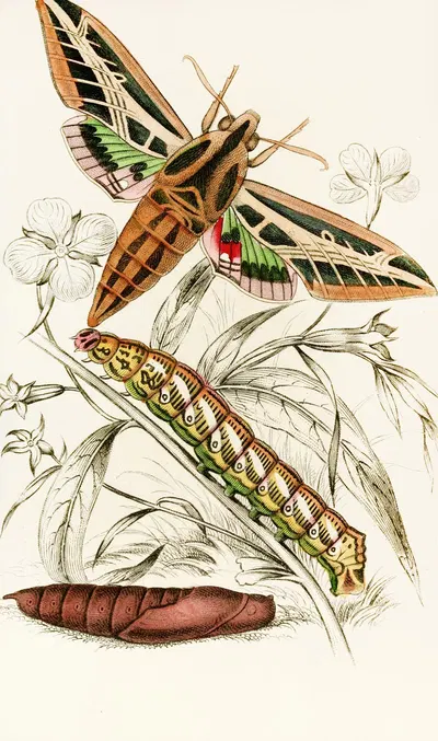 Philampelus vitis by James Duncan, 1833 — digital art print download