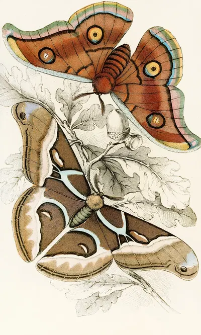 Saturnia Cynthia, Saturnia Mylitta by James Duncan, 1833 — digital art print download