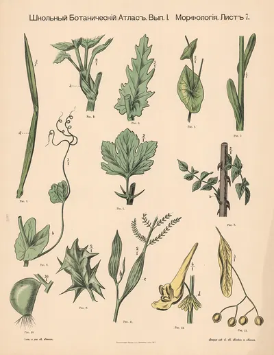 Leaf and stem by Alexander-Paul Henckel, 1905 — digital art print download