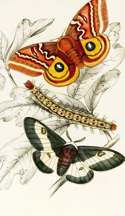 Saturnia Maia, Aglia Io by James Duncan, 1833 — digital art print download