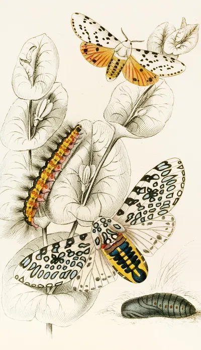 Spilosoma aerea, Arctia oculatissima by James Duncan, 1833 — digital art print download