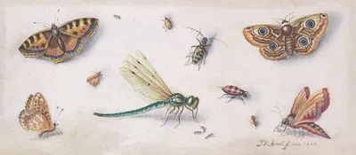 Insects, Butterflies, and a Dragonfly by Ян Ван Кессель Старший — digital art print download