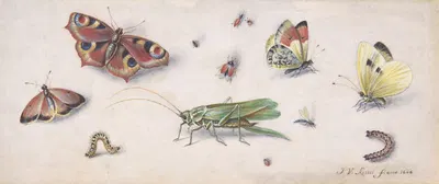 Insects, Butterflies, and a Grasshopper by Ян Ван Кессель Старший — digital art print download