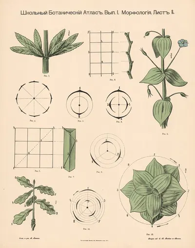 Position of leaves in relation to the stem by Alexander-Paul Henckel, 1905 — digital art print download