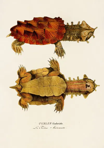 Chelys Fimbriata by Johann Baptist von Spix, 1838 — digital art print download