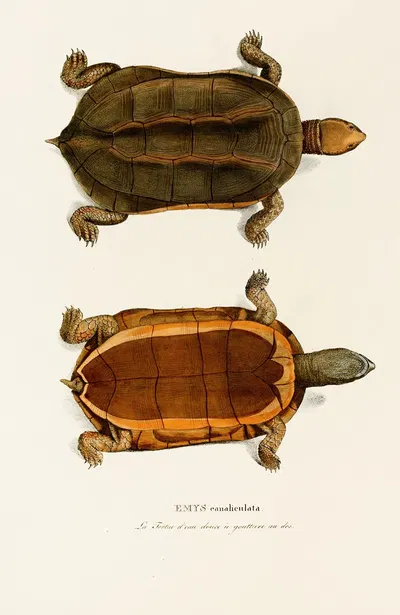 Emys Canaliculata by Johann Baptist von Spix, 1838 — digital art print download