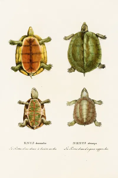 Emys Dorsualis, Emys Stenops by Johann Baptist von Spix, 1838 — digital art print download