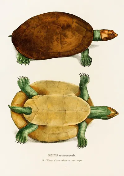 Emys Erythrocephala by Johann Baptist von Spix, 1838 — digital art print download