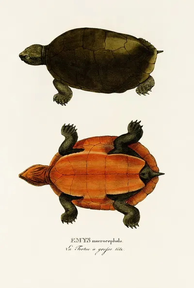Emys Maerocephala by Johann Baptist von Spix, 1838 — digital art print download