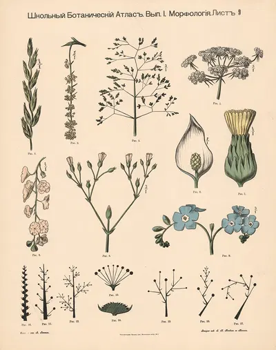 Flowers by Alexander-Paul Henckel, 1905 — digital art print download