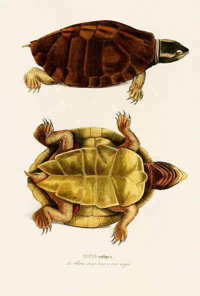 Emys Rufipes by Johann Baptist von Spix, 1838 — digital art print download