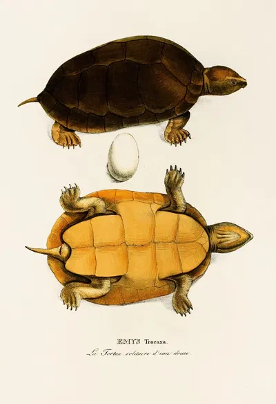 Emys Tracaxa by Johann Baptist von Spix, 1838 — digital art print download