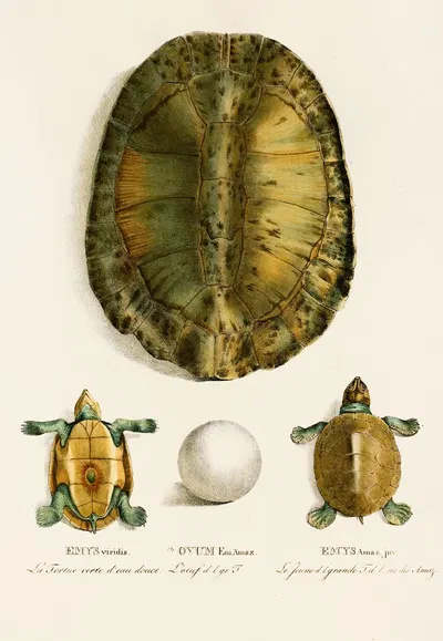 Emys Viridis, Emys Amaz juv by Johann Baptist von Spix, 1838 — digital art print download