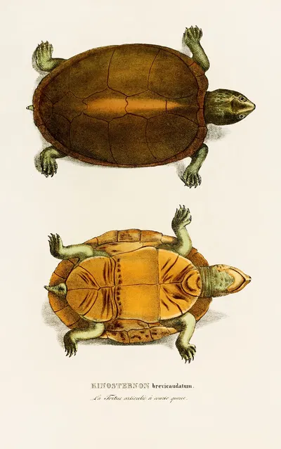 Kinosternon brevicaudatum by Johann Baptist von Spix, 1838 — digital art print download