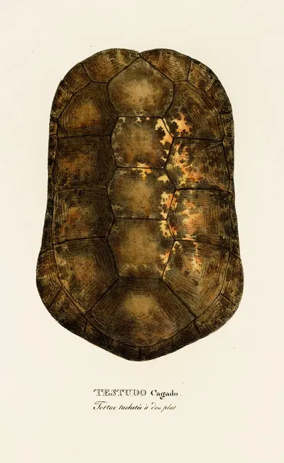Testudo Cagado by Johann Baptist von Spix, 1838 — digital art print download