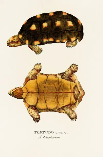 Testudo Carbonaria by Johann Baptist von Spix, 1838 — digital art print download