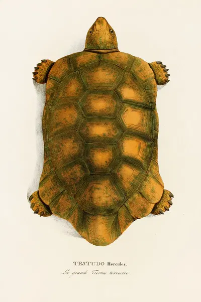 Testudo Hercules by Johann Baptist von Spix, 1838 — digital art print download