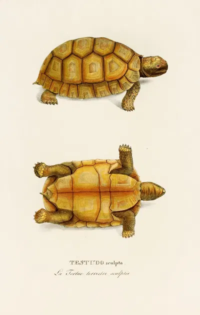Testudo Sculpta by Johann Baptist von Spix, 1838 — digital art print download