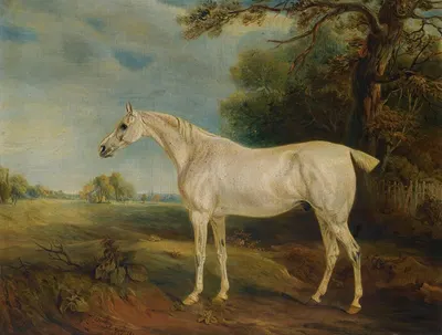 The Marquess Of Huntly's Fleabitten Grey Hunter by Джон Фернли, 1821 — digital art print download