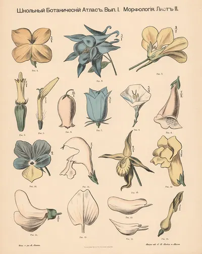 Asymmetrical flowers by Alexander-Paul Henckel, 1905 — digital art print download