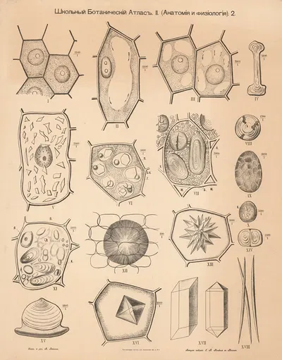 Cellular tissue by Alexander-Paul Henckel, 1905 — digital art print download