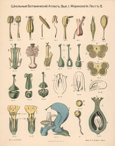 Stamen by Alexander-Paul Henckel, 1905 — digital art print download