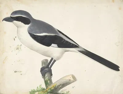 A Great Grey Shrike by Pieter Holsteyn II — digital art print download