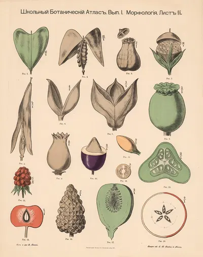 Fruits by Alexander-Paul Henckel, 1905 — digital art print download