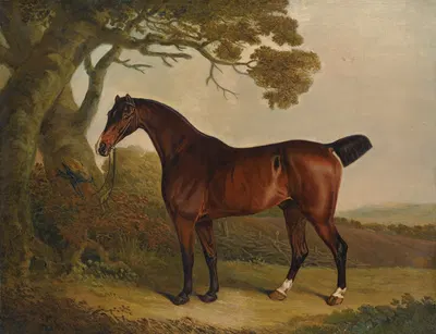 A bay horse tethered to a tree in a landscape by Томас Уивер — digital art print download